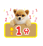 ポメラニアン もふた 4（個別スタンプ：10）
