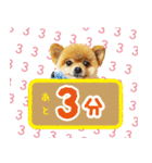 ポメラニアン もふた 4（個別スタンプ：11）
