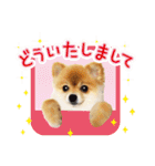ポメラニアン もふた 4（個別スタンプ：16）