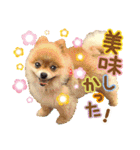 ポメラニアン もふた 4（個別スタンプ：17）