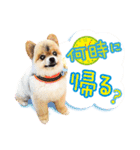 ポメラニアン もふた 4（個別スタンプ：21）