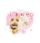 ポメラニアン もふた 4（個別スタンプ：23）
