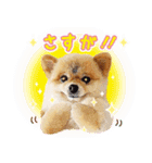 ポメラニアン もふた 4（個別スタンプ：24）