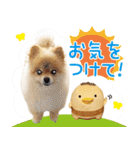 ポメラニアン もふた 4（個別スタンプ：26）