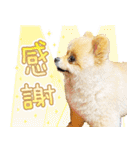 ポメラニアン もふた 4（個別スタンプ：27）