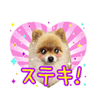 ポメラニアン もふた 4（個別スタンプ：30）