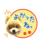 ポメラニアン もふた 4（個別スタンプ：31）