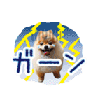 ポメラニアン もふた 4（個別スタンプ：37）