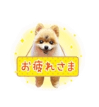 ポメラニアン もふた 4（個別スタンプ：38）
