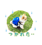 ポメラニアン もふた 4（個別スタンプ：39）