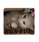 ☆みーすたんぷ☆（個別スタンプ：16）
