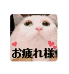 ☆みーすたんぷ☆（個別スタンプ：30）