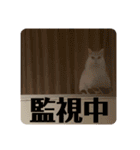 ☆みーすたんぷ☆（個別スタンプ：35）