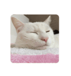 ☆みーすたんぷ☆（個別スタンプ：40）