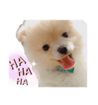 まるたすたんぷ（個別スタンプ：1）