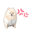 まるたすたんぷ（個別スタンプ：2）