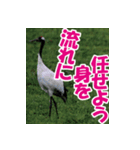 サロベツ原野の丹頂鶴01（個別スタンプ：1）