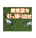 サロベツ原野の丹頂鶴01（個別スタンプ：2）
