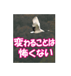 サロベツ原野の丹頂鶴01（個別スタンプ：4）