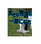 サロベツ原野の丹頂鶴01（個別スタンプ：5）