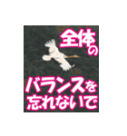 サロベツ原野の丹頂鶴01（個別スタンプ：6）