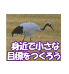 サロベツ原野の丹頂鶴01（個別スタンプ：7）