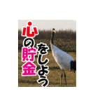 サロベツ原野の丹頂鶴01（個別スタンプ：8）