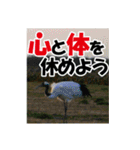 サロベツ原野の丹頂鶴01（個別スタンプ：9）