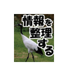 サロベツ原野の丹頂鶴01（個別スタンプ：10）