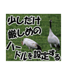 サロベツ原野の丹頂鶴01（個別スタンプ：11）