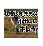 サロベツ原野の丹頂鶴01（個別スタンプ：12）