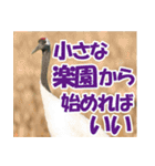 サロベツ原野の丹頂鶴01（個別スタンプ：13）