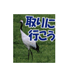 サロベツ原野の丹頂鶴01（個別スタンプ：14）