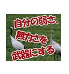 サロベツ原野の丹頂鶴01（個別スタンプ：16）
