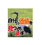 サロベツ原野の丹頂鶴01（個別スタンプ：17）