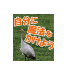 サロベツ原野の丹頂鶴01（個別スタンプ：18）