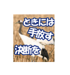 サロベツ原野の丹頂鶴01（個別スタンプ：19）