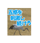 サロベツ原野の丹頂鶴01（個別スタンプ：20）