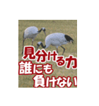 サロベツ原野の丹頂鶴01（個別スタンプ：21）