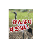 サロベツ原野の丹頂鶴01（個別スタンプ：22）