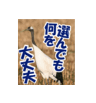 サロベツ原野の丹頂鶴01（個別スタンプ：24）