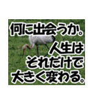 サロベツ原野の丹頂鶴01（個別スタンプ：25）