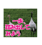 サロベツ原野の丹頂鶴01（個別スタンプ：26）
