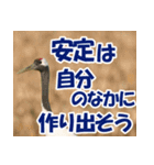 サロベツ原野の丹頂鶴01（個別スタンプ：27）