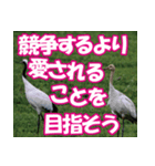 サロベツ原野の丹頂鶴01（個別スタンプ：28）