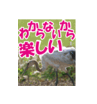 サロベツ原野の丹頂鶴01（個別スタンプ：29）