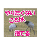 サロベツ原野の丹頂鶴01（個別スタンプ：30）