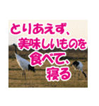 サロベツ原野の丹頂鶴01（個別スタンプ：32）