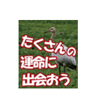 サロベツ原野の丹頂鶴01（個別スタンプ：33）