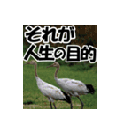 サロベツ原野の丹頂鶴01（個別スタンプ：34）